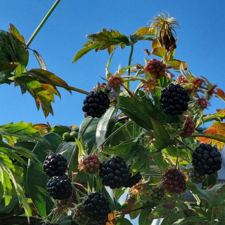 foto van bramenklimplant