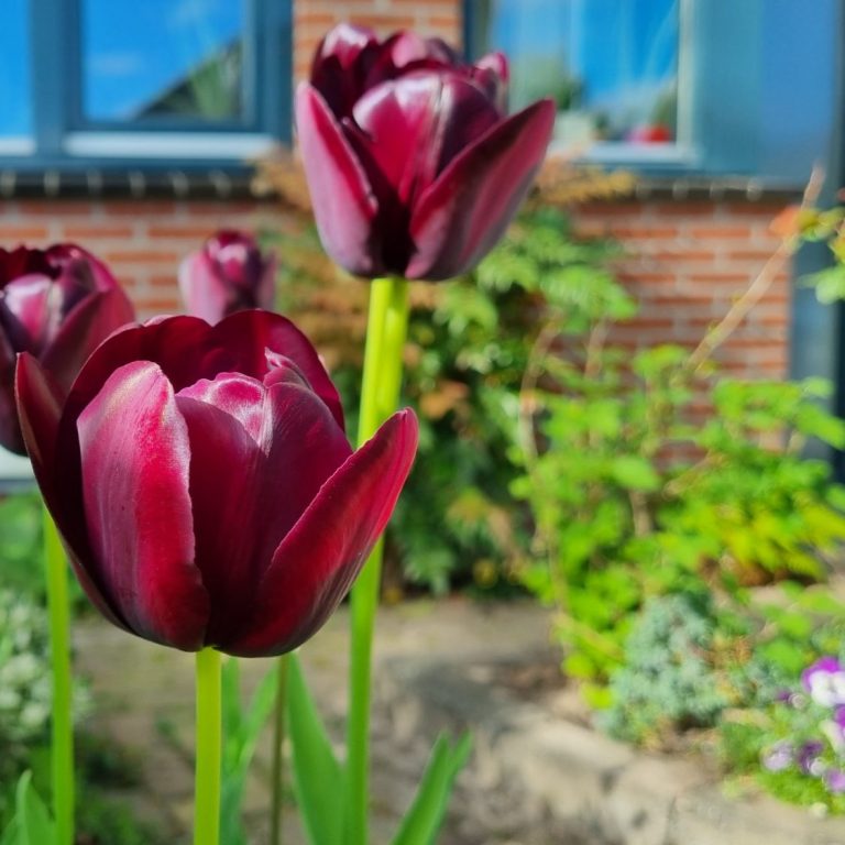 foto van een ontworpen voortuin met donkerrode tulpen op de voorgrond